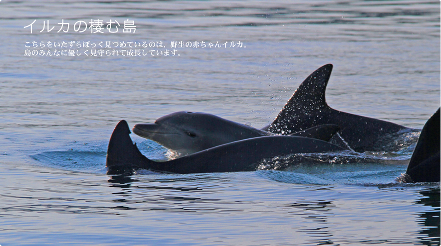 イルカの棲む島