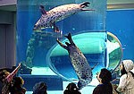 faci_aquarium_img05